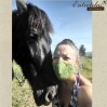 Caballos